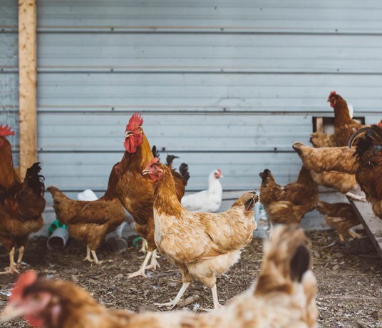 Chickens in Farm Chickens in Farm