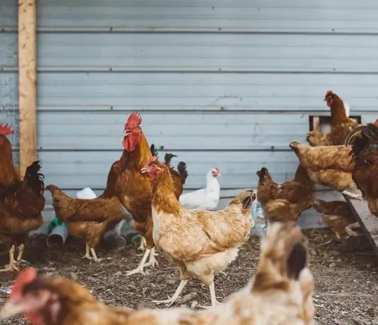 Chickens in Farm Chickens in Farm