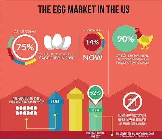 The Egg Market in the U.S. Infographic The Egg Market in the U.S. Infographic